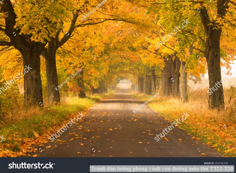 Tranh dán tường phong cảnh con đường mùa thu T321-320